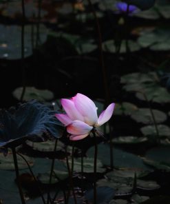 Evening Restoration Ritual Guide